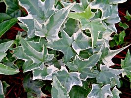 5 White Green Glacier Ivy Cuttings Variegated English Ivy Vines Real Live Plants - £29.05 GBP