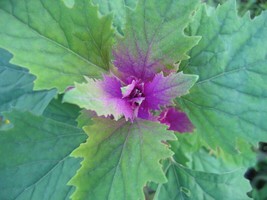 JGBOS Sell 150 Tree Spinach Seeds Chenopodium Giganteum Giant Goosefoot Nongmo - £6.61 GBP