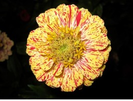 150 Candy Stripe Zinnia Mix Elegans Mixed Colors With Red Stripes - £13.42 GBP
