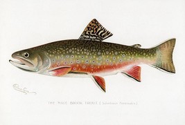 Male Brook Trout - Game Fishes Of North America - 1913 - Illustration Poster - $9.99+