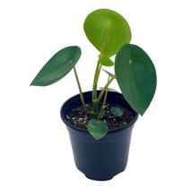 Peperomia Polybotrya, 4 inch, Raindrop Tear Drop Pilea Pixie - £11.66 GBP