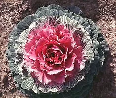 Flowering Cabbage Color Up Red 250 seeds - £26.26 GBP