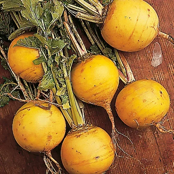 500 Turnip Seeds Golden Ball Turnip Seeds - $13.00