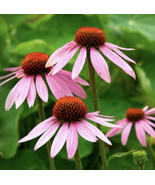 50 SEEDS PURPLE CONEFLOWER ECHINACEA HEIRLOOM SEEDS SPROUT FAST DELIGHT - $8.35