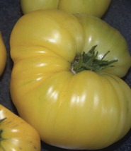 US Seller Ky Light Yellow Tomato Seeds Large Low Acid Fresh Seeds - £16.62 GBP