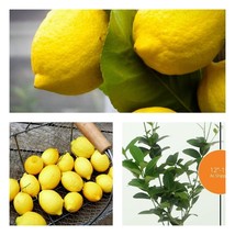 12-15&quot; Live Plant Eureka Lemon Tree Ships in 5&quot; Pots Citrus limon &#39;Eureka&#39; - £78.55 GBP