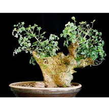 2 Seeds Commiphora Campestris Seeds Bonsai Plant Gardening - $33.18