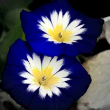 Fh - 25 Seeds Morning Glory Hummingbird Mix Dwarf Beautiful Flowering Vine - £4.81 GBP