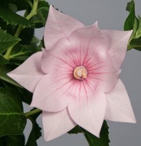 40+ Pink Platycodon Double Balloon Flower Seeds Perennial - £7.86 GBP