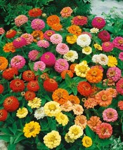 USA Non GMO 200 Seeds Zinnia Thumbelina Mix Dwarf  - £7.06 GBP