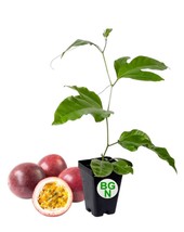 Passiflora Edulis - Red Rover - Live Plant - Purple Passion Fruit Plant ... - $18.78