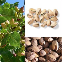 TKBONStore 5 Seeds Pistachio Nut Tree Pistacia Vera Fruit Red FlowersA - £9.19 GBP