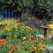 Cottage flower mix seeds - code 73 - $4.99
