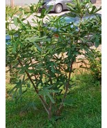 Chicago Hardy Fig Cutting Air layered Rooted MD Hardy Tree - $21.20 CAD