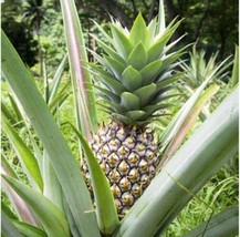 Best White Jade Pineapple / Ananas comosus / Live Plant - $24.99