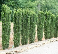 2.5&quot; Pots 5 Sky Pencil Holly Shrubs/Trees/Hedges - 5-10&quot; Tall Live Plants - $79.90