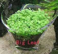 500 Pcs Aquarium Glossostigma Hemianthus Callitrichoides Bonsai Water Grass Mini - £8.95 GBP