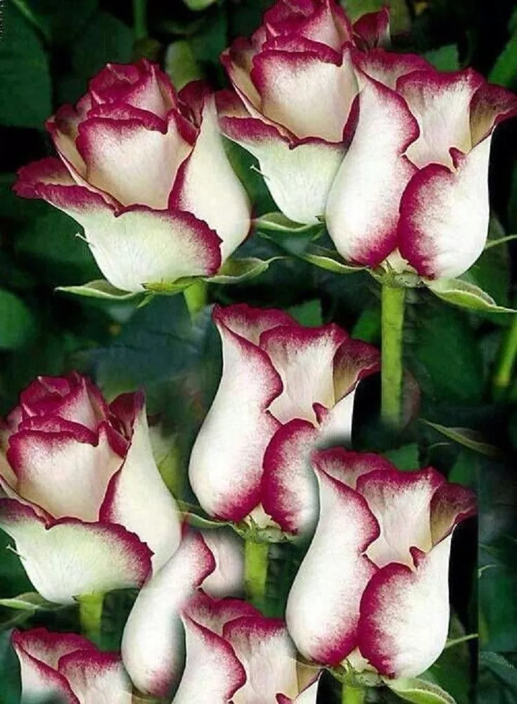 10 seeds high Germation White Pink Rose  Bush Bloom - £7.22 GBP