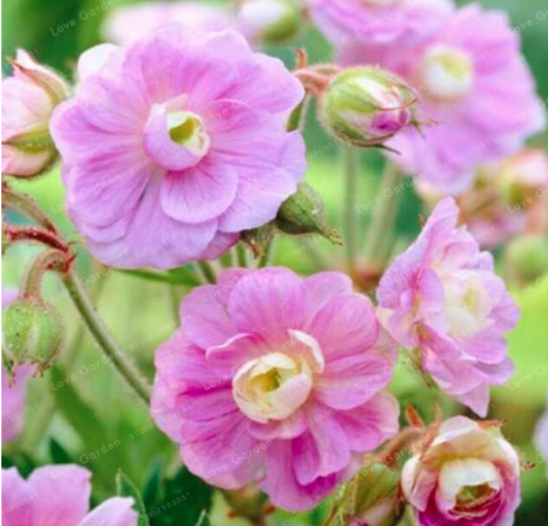 Geranium Seed Summer Skies Pelargonium Flower Color:2 - $9.99