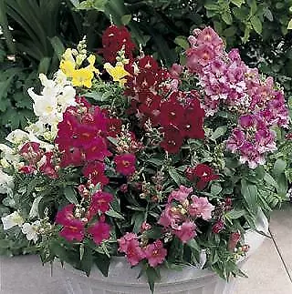 Snapdragon Bella II Mix 1,000 seeds - £21.06 GBP