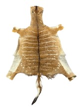 Nyala Skin Rug (Tail is 18&quot;) Female Nyala Antelope Hide Size 61x45&quot; D-957 - $296.01