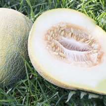 Eindor Melon Seeds seeds - £1.48 GBP