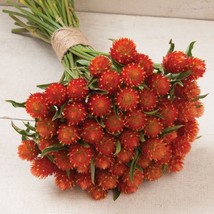 Orange Gomphrena Seeds Gomphrena Haageana Packet Of 20 Seeds US Seller F... - £6.74 GBP