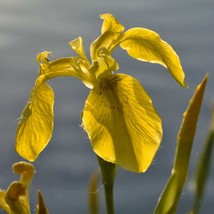 Exotic Yellow Iris Seed Pack (5 Seeds) - Grow Your Own Lush Iris Flowers, Great  - £5.89 GBP