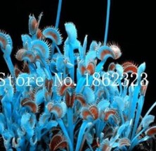 100  SEEDS  Potted Insectivorous Plants Dionaea Muscipula Giant Clip Venus Flytr - $7.00