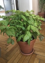 Item image 1 image 1