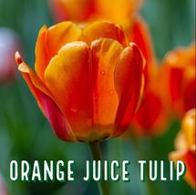 8 Bulbs Orange Juice Tulip Bulb Perennials Unique Varieties - $26.38