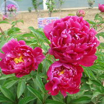 Peony Dark Purple Big Blooms Flower Seeds 5 Seeds Pack Flower Diameter 5... - $89.47 MXN