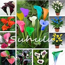 100 Seeds Calla Lily Bonsai Room Flowers Zantedeschia Aethiopica Mix Garden Beau - £4.77 GBP