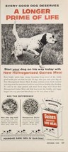 1955 Print Ad Gaines Dog Meal Food Hunting Dog Pointing in Field General Foods - £12.34 GBP