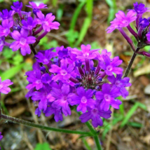 300 Moss Verbena, Perennial Ground Cover, Creeping, Perennial, Purple Flower See - £14.19 GBP