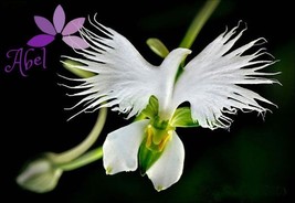 100 seeds *RARE - EXOTIC* Japanese White Dove Egret Orchid Seeds Flower - $30.00