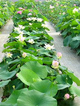 Bowl Lotus Series Flower Seeds High Germation - £4.12 GBP