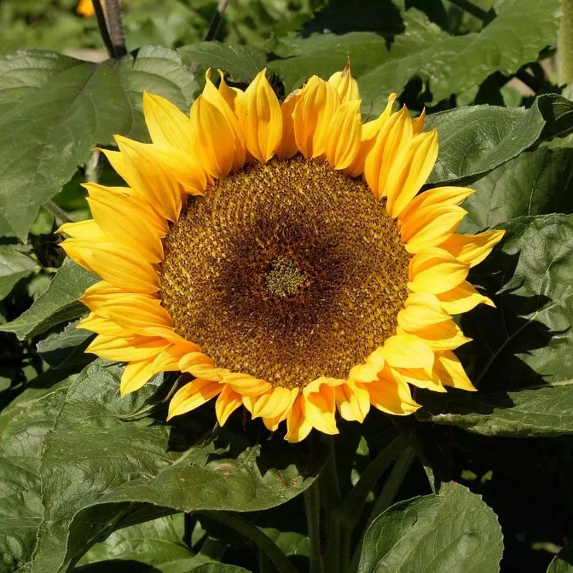 FA Store Sunflower Seeds Dwarf Sunspot 50+ Yellow Flower Annual US Seller - $3.49