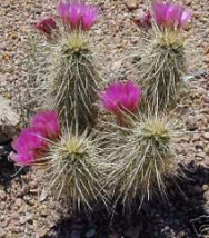10 Pc Seeds Hardy Barrel Cactus, Echinocereus engelmannii variegatus seeds | RK - £15.10 GBP
