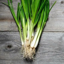 Berynita Store 100 White Lisbon  Green Bunching Onion Seeds Or Scallion - £8.01 GBP