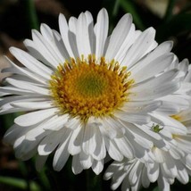 Aster White* 100    Perennial 1012 Tall Deer Resistant  Aster Alpinus From US - £5.24 GBP