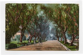 Pepper Tree Driveway Marengo Ave Pasadena California Postcard Pan Pacifi... - £9.49 GBP