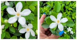 Asian Snow Jasmine Wrightia antidysenterica~Starter Live Plant 2 to 5&quot; tall - £23.42 GBP