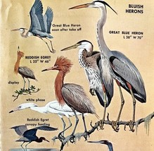 Bluish Herons Varieties And Types 1966 Color Bird Art Print Nature ADBN1r - $366.80 MXN