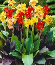Canna indica 3 seeds, reed lily, mixed colours  - £4.62 GBP