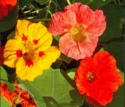 NEW Nasturtium SINGLE MIX Climbing Vine Red+ Fragrant Hummingbirds Non-GMO 20 Se - £3.36 GBP