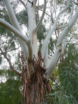 SEPTH Lemon-Scented Gum (Eucalyptus citriodora), 50 seeds - £4.74 GBP