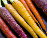 Rainbow Carrot Seeds 500 Vegetable Garden Culinary Soups Non-Gmo Fast Sh... - $8.99