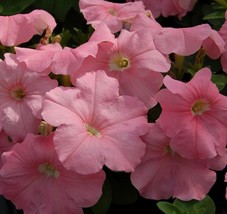 PETUNIA SEEDS 50 PELLETED SEEDS LOGRO FLORIBUNDA APRICOT - £17.50 GBP