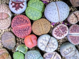 FMG 10 Living Stone Lithops Mixed Colors Pebble Houseplant Planting Seeds - $14.51
